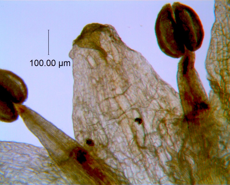 Cuscuta pauciflora, corolla lobe detail