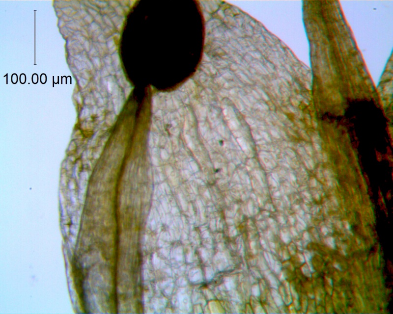 Cuscuta pauciflora, corolla lobe detail