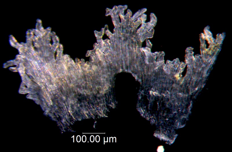 Cuscuta pauciflora, scales
