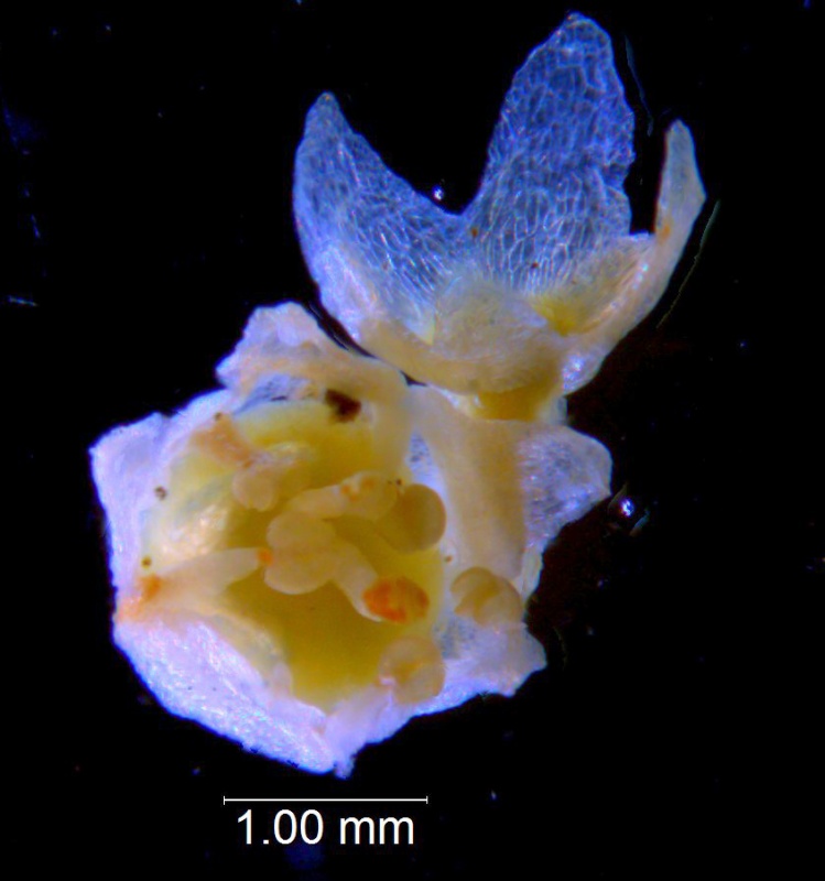Cuscuta pauciflora, calyx and corolla 3D