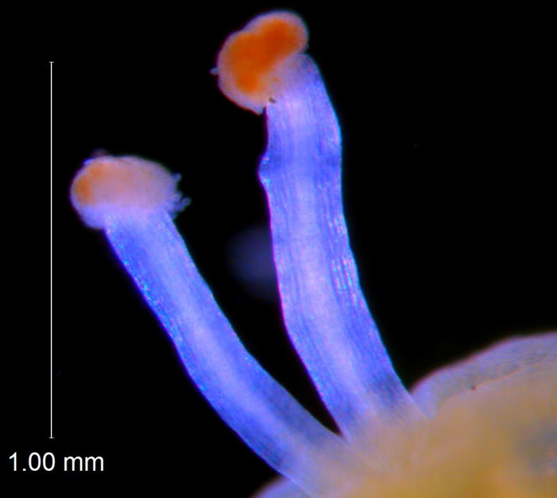 Cuscuta pauciflora, styles and stigmas