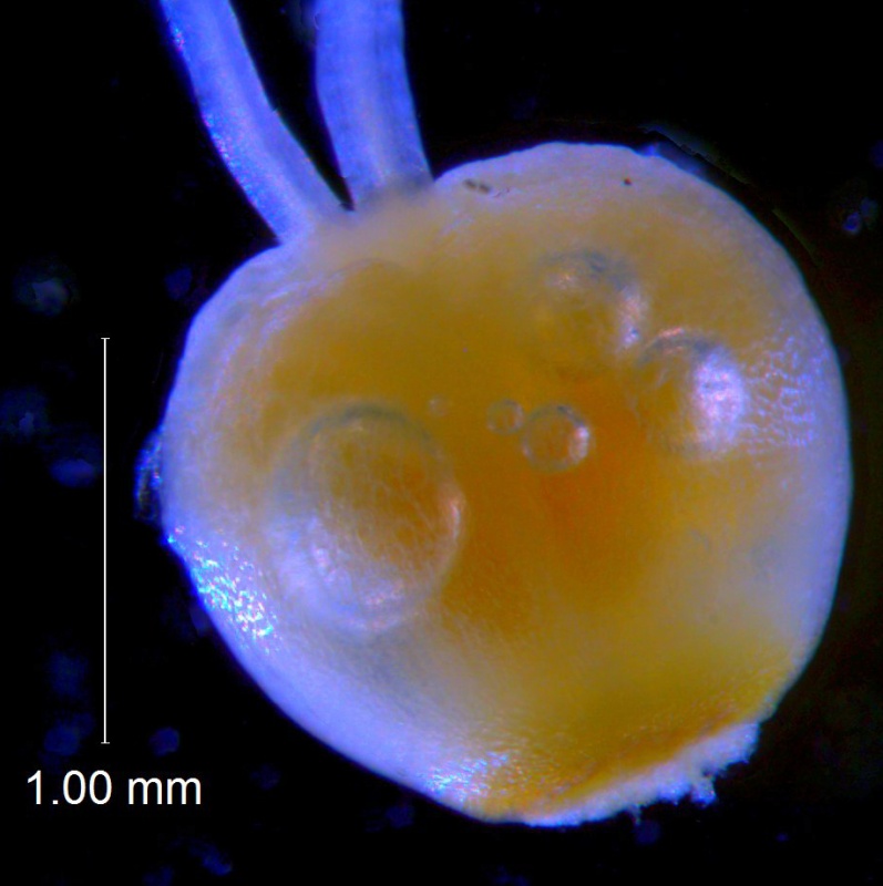 Cuscuta pauciflora, ovary