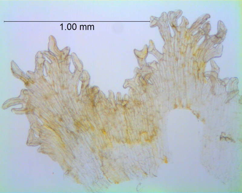Cuscuta pauciflora, scales
