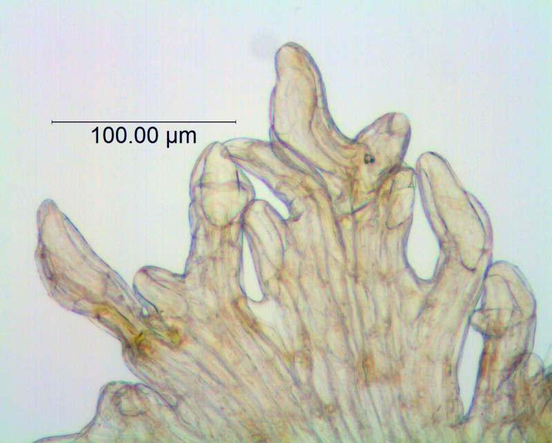 Cuscuta pauciflora, scale fimbriae with latex