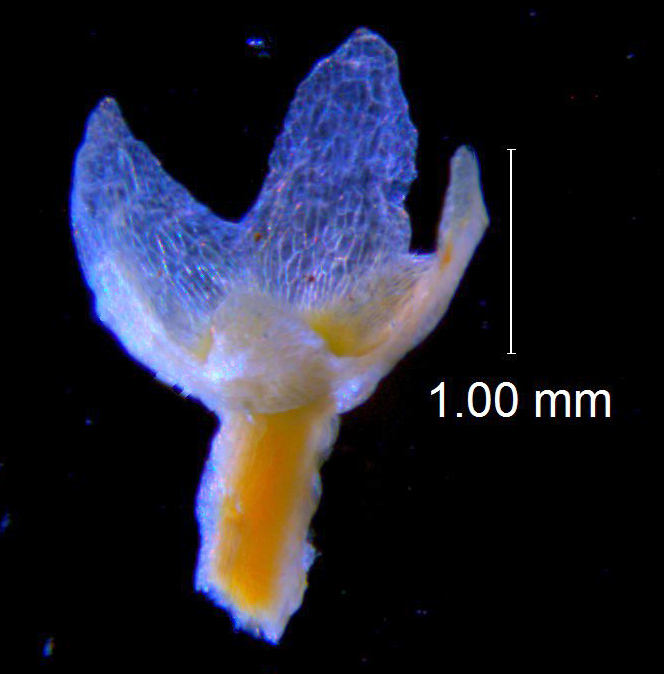 Cuscuta pauciflora, calyx 3D