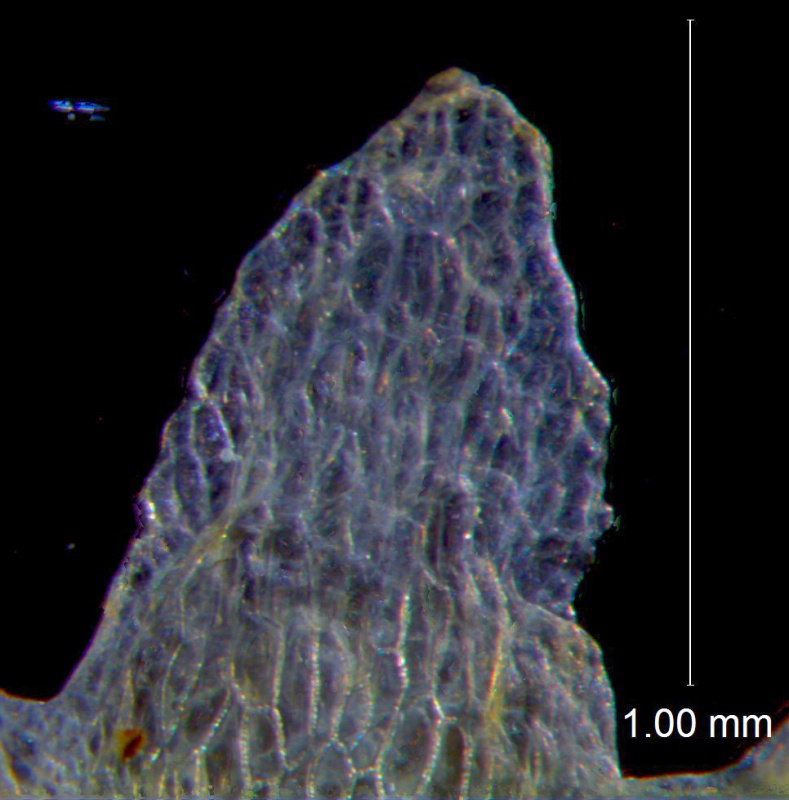 Cuscuta pauciflora, calyx lobe detail