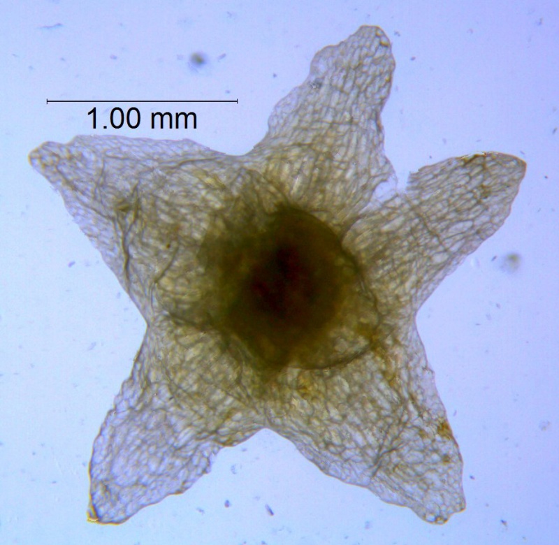 Cuscuta pauciflora, calyx dissected