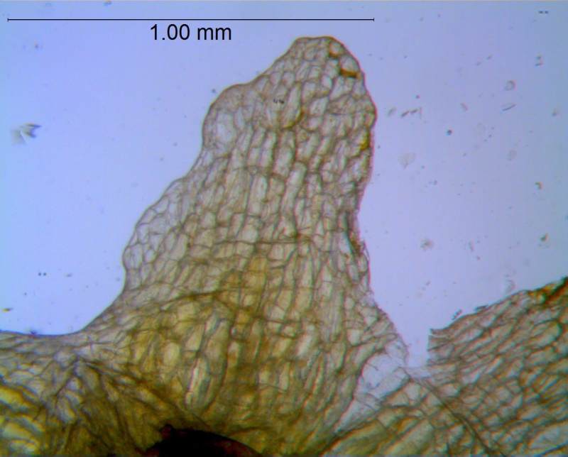 Cuscuta pauciflora, calyx lobe detail
