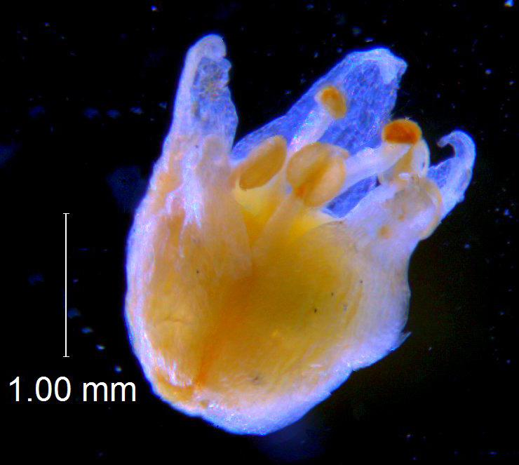 Cuscuta pauciflora, corolla 3D