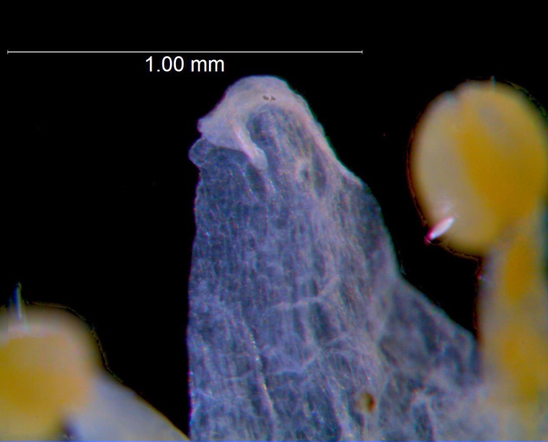 Cuscuta pauciflora, corolla lobe detail