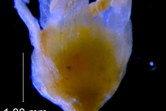 Cuscuta pauciflora, flower