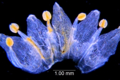 Cuscuta pauciflora, corolla dissected