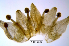 Cuscuta pauciflora, corolla dissected