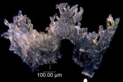 Cuscuta pauciflora, scales
