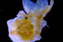 Cuscuta pauciflora, calyx and corolla 3D