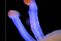 Cuscuta pauciflora, styles and stigmas
