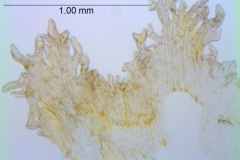 Cuscuta pauciflora, scales