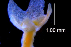 Cuscuta pauciflora, calyx 3D