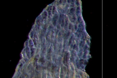 Cuscuta pauciflora, calyx lobe detail