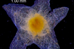 Cuscuta pauciflora, calyx dissected