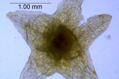 Cuscuta pauciflora, calyx dissected