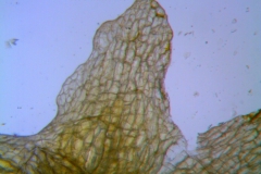 Cuscuta pauciflora, calyx lobe detail