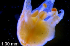 Cuscuta pauciflora, corolla 3D