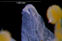 Cuscuta pauciflora, corolla lobe detail