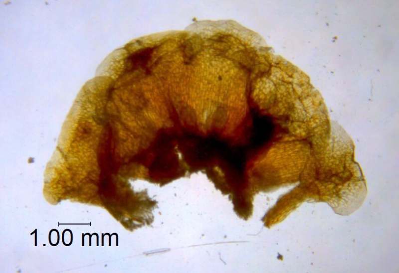 Cuscuta rugosiceps, calyx dissected