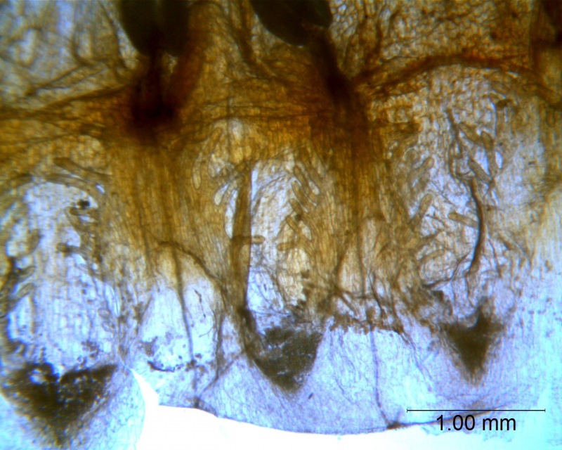 Cuscuta rugosiceps, corolla and scales