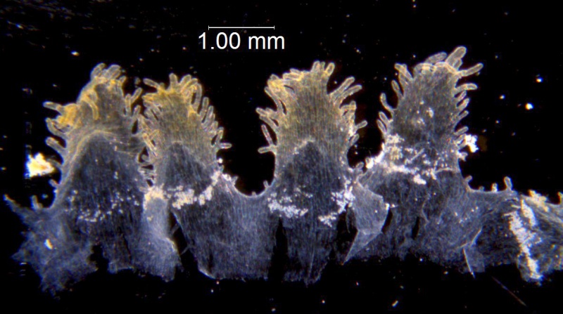 Cuscuta rugosiceps, scales