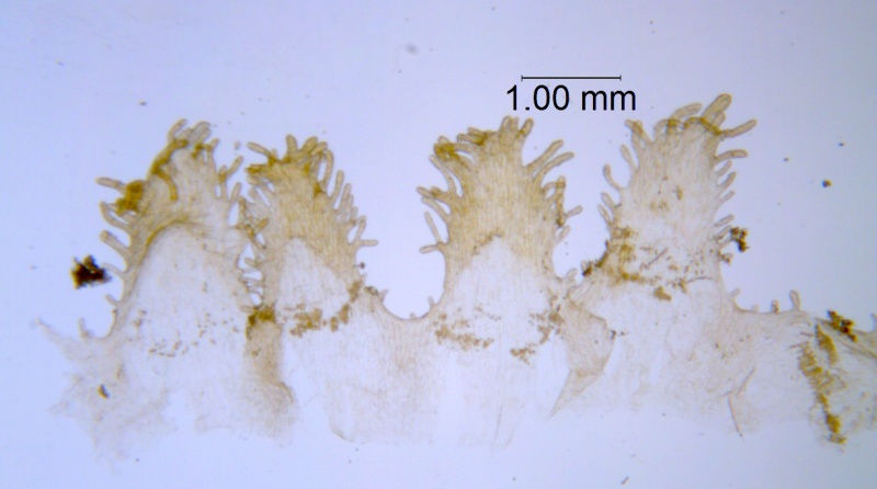 Cuscuta rugosiceps, scales