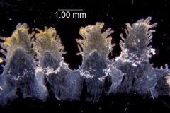 Cuscuta rugosiceps, scales