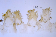 Cuscuta rugosiceps, scales
