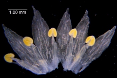 Cuscuta pacifica var. papillata; dissected corolla