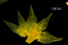 Cuscuta pacifica var. papillata; dissected calyx