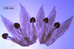 Cuscuta pacifica var. papillata;  dissected corolla