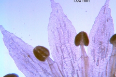 Cuscuta pacifica var. papillata; corolla lobes