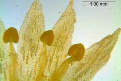 Cuscuta pacifica var. papillata; corolla lobes
