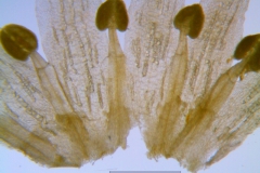 Cuscuta pacifica var. papillata; dissected corolla: infrastaminal scales