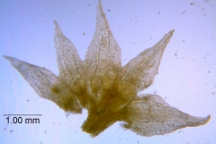 Cuscuta pacifica var. papillata; dissected calyx