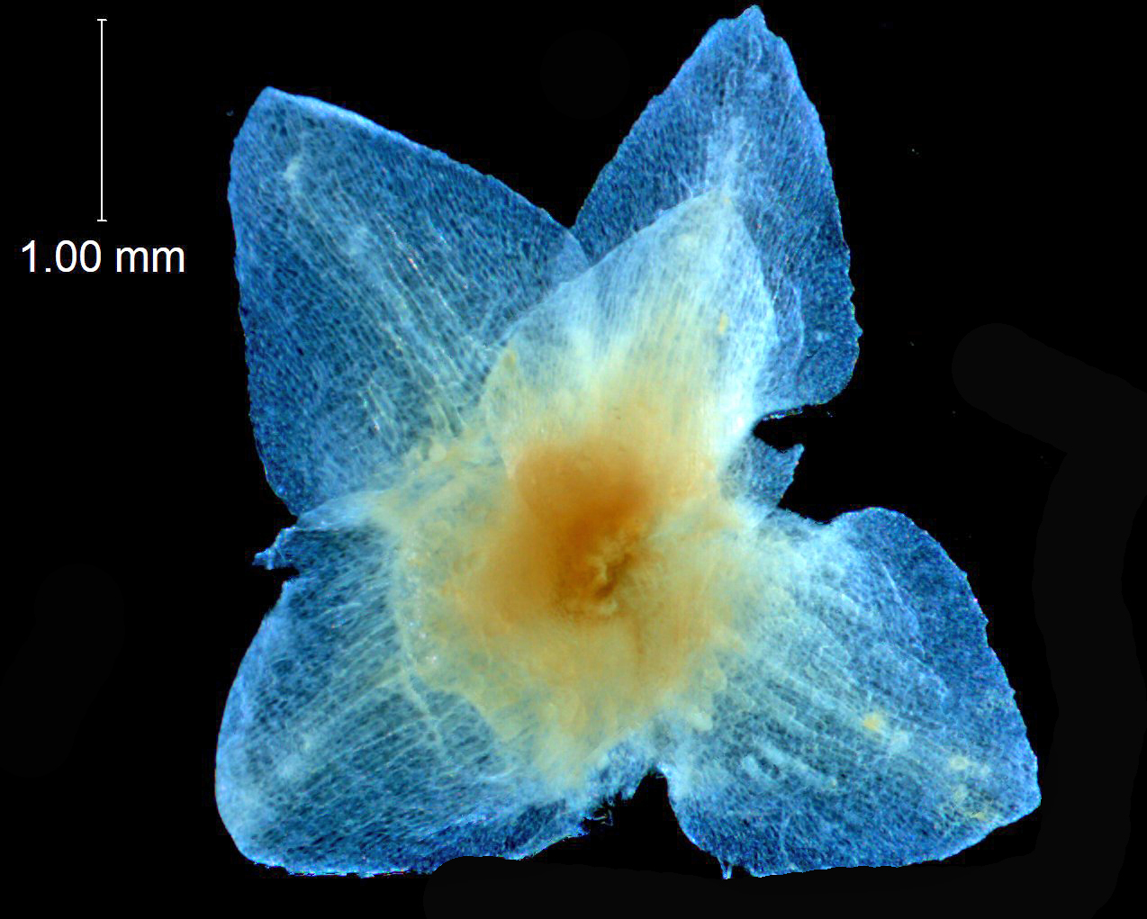 Calyx, dissected (bract also visible)