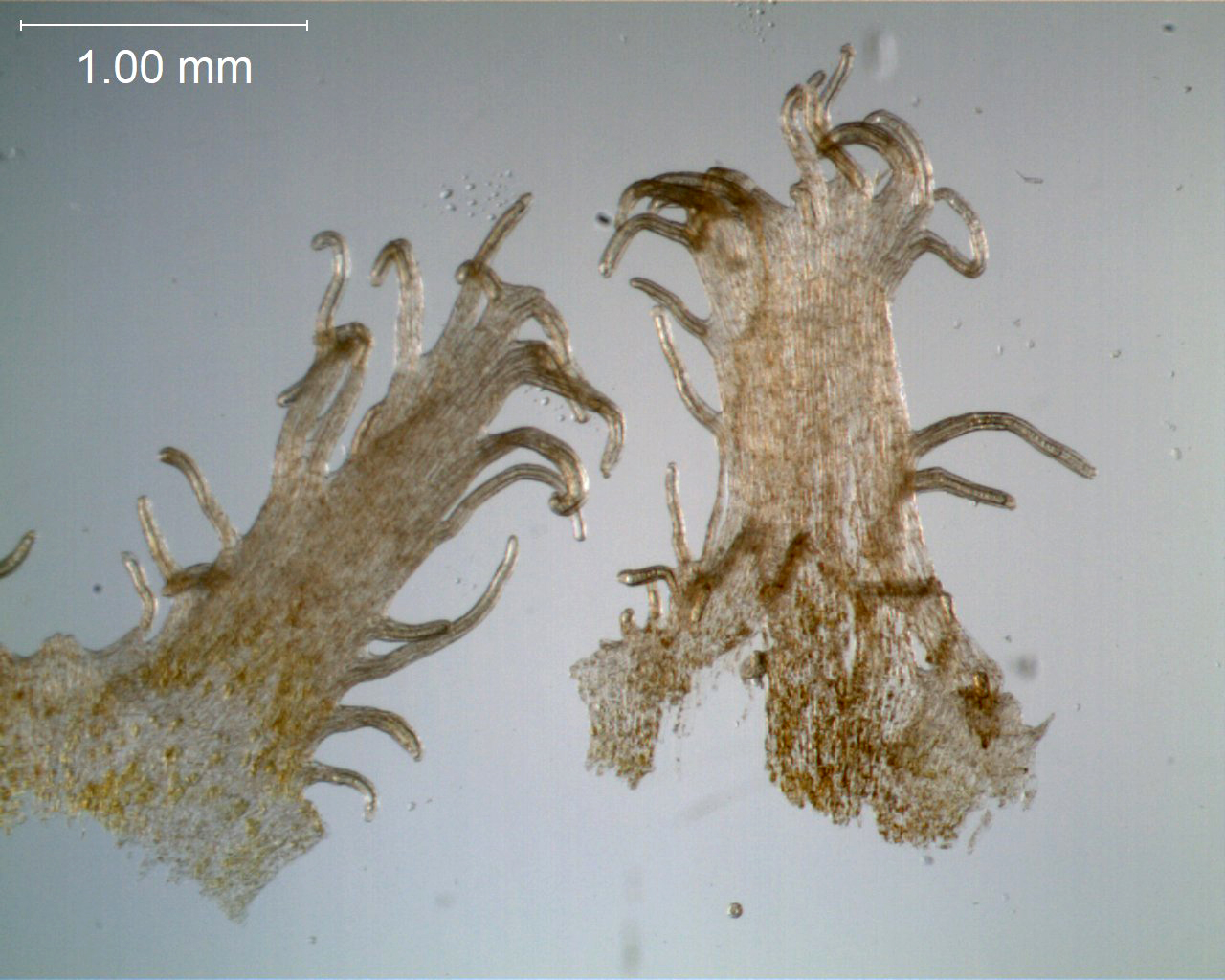 Infrastaminal scales