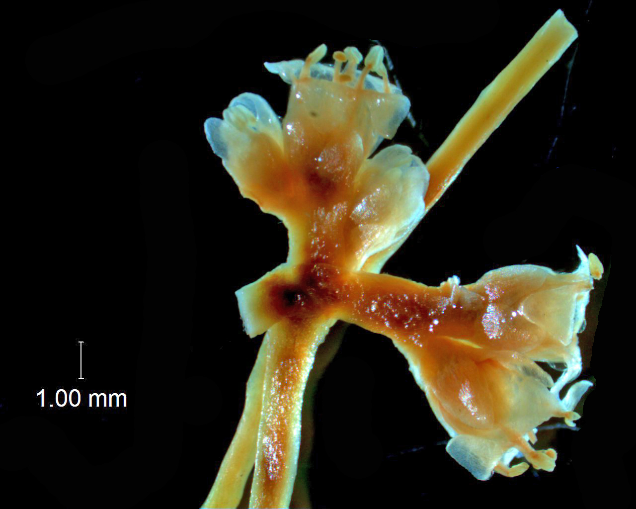 Inflorescence fragment
