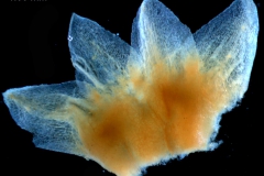 Calyx, dissected