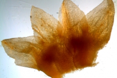 Calyx, dissected 