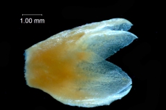 Calyx, 3D
