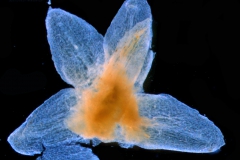 Calyx, dissected (bract also visible)