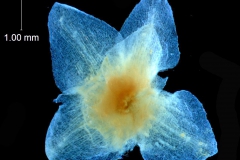 Calyx, dissected (bract also visible)