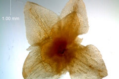 Calyx, dissected (bract also visible)